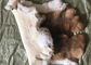 Цвет 25*35км Брауна кожи кролика Рекс аксессуаров подкладки пальто ровный естественный поставщик