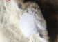 мех кролика 30*40км ровное покрашенное Пельтс теплое удобное для одежды зимы поставщик