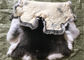 Белое пушистое мех кожи кролика Рекс волос прячет теплое Комфортбале для одежд поставщик